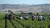 Immigration raids on California farms seen threatening businesses supplying America's food