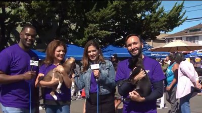 Clear the Shelters: NBC Bay Area, Telemundo 48 team up with Berkeley Humane for event